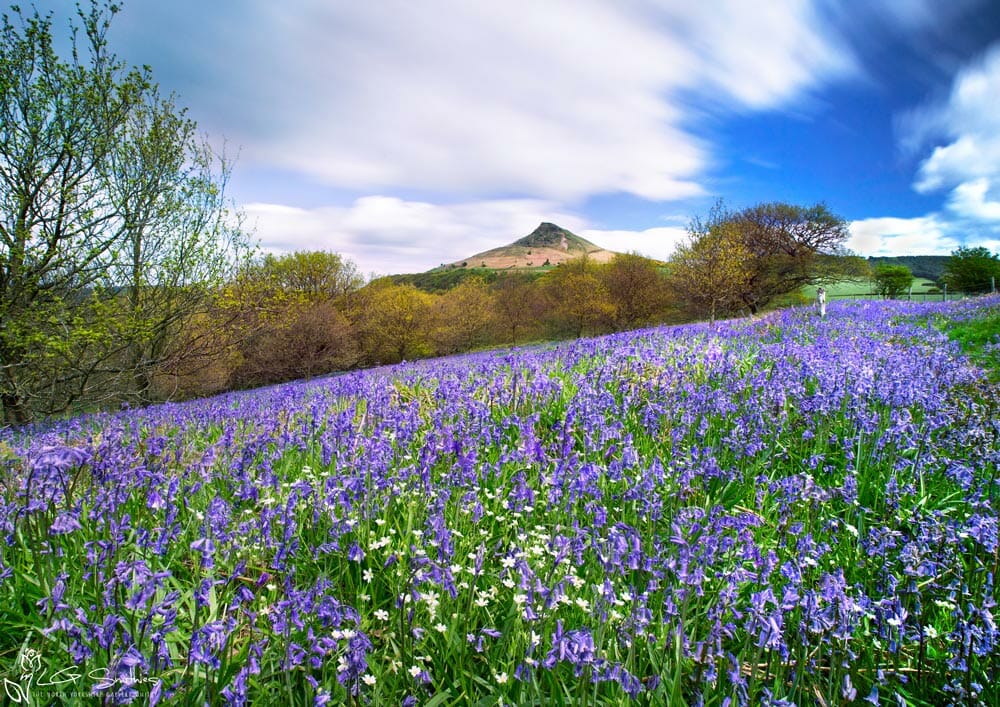 Roseberry Topping Spring Roseberry Topping Prints - The North Yorkshire Gallery