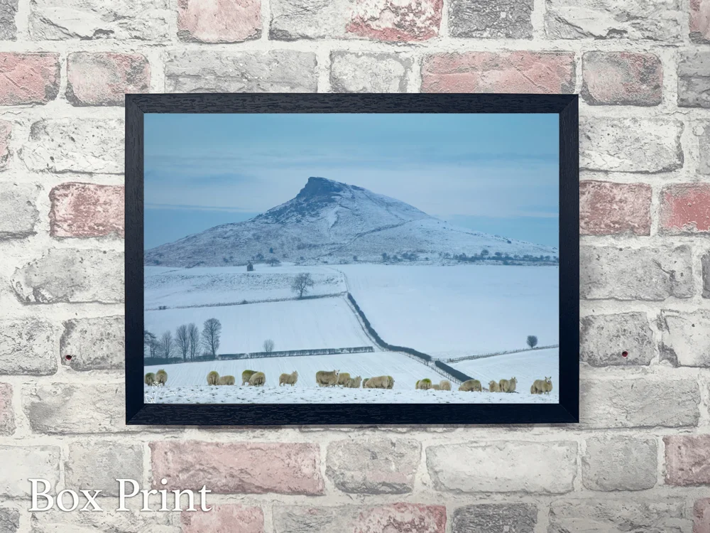 Aireyholme Sheep Roseberry Topping 4 Aireyholme Sheep Roseberry Topping - Landscape-Box-Print