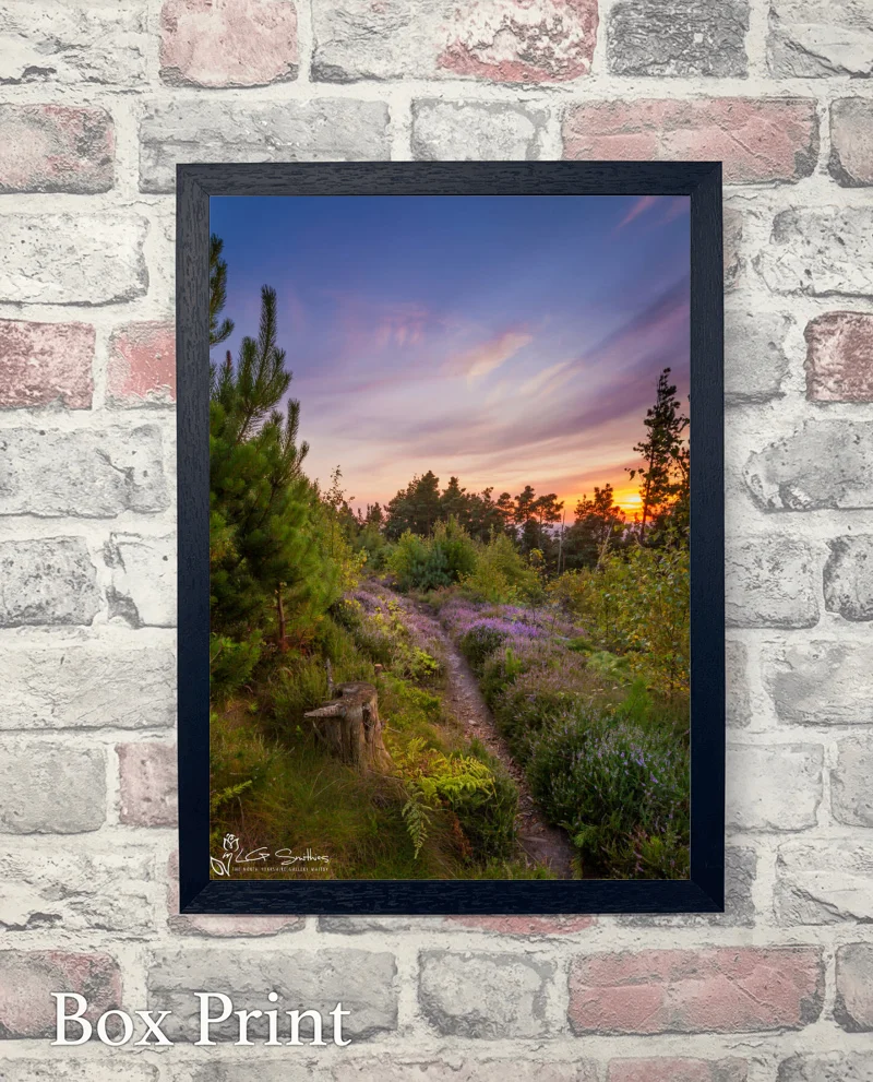 Ayton Woods Sunset 6 Ayton Woods Sunset - Box-Print-Portrait