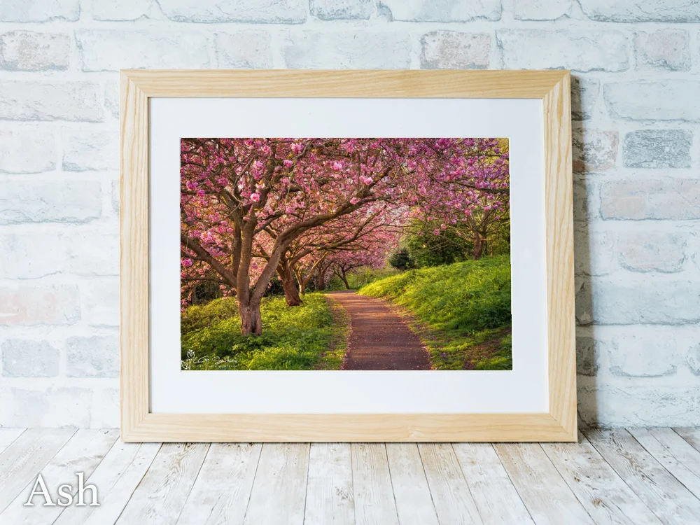 Blossom Sunrise at Saltburn’s Italian Gardens 7 Blossom Sunrise at Saltburn’s Italian Gardens - Ash-Landscape-Frame