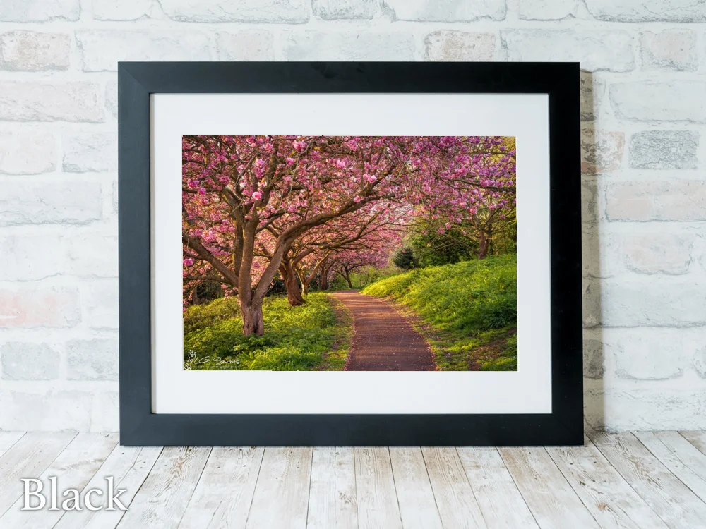 Blossom Sunrise at Saltburn’s Italian Gardens 6 Blossom Sunrise at Saltburn’s Italian Gardens - Black-Landscape-Frame