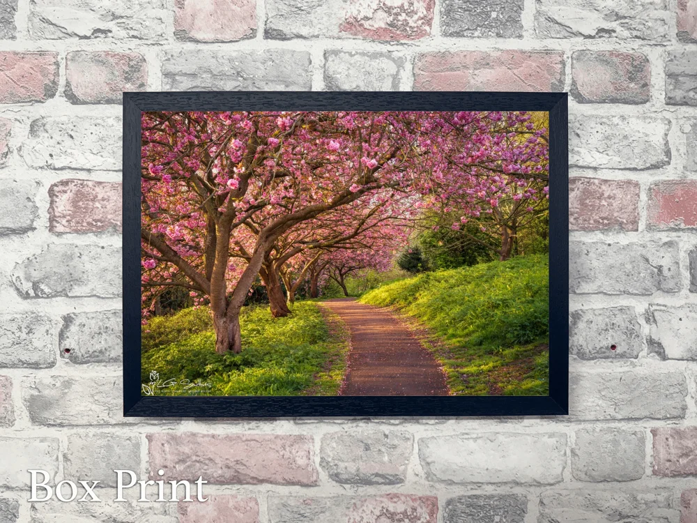 Blossom Sunrise at Saltburn’s Italian Gardens 4 Blossom Sunrise at Saltburn’s Italian Gardens - Landscape-Box-Print