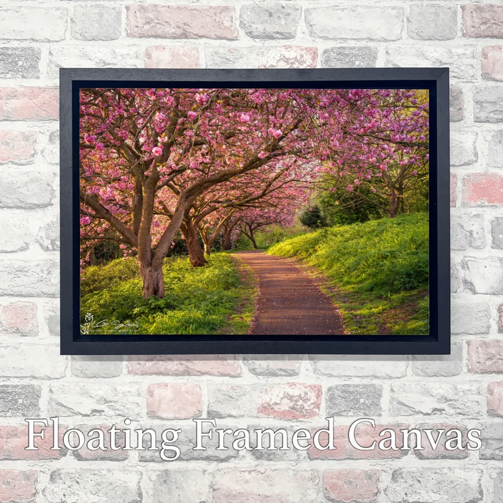 Blossom Sunrise at Saltburn’s Italian Gardens 3 Blossom Sunrise at Saltburn’s Italian Gardens - Landscape-Float-Frame-Canvas