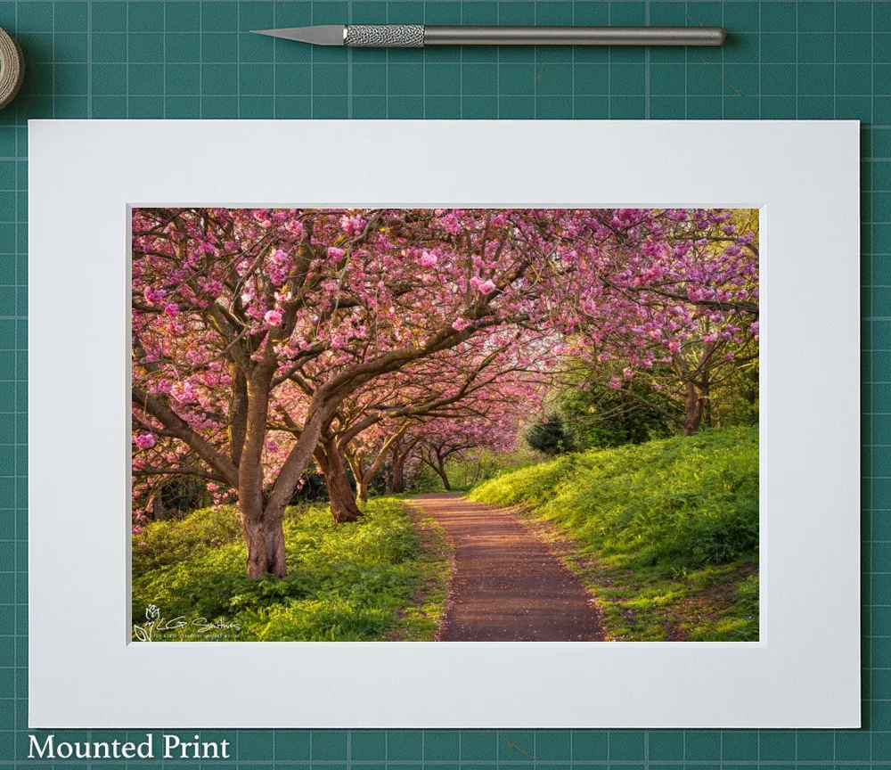 Blossom Sunrise at Saltburn’s Italian Gardens 2 Blossom Sunrise at Saltburn’s Italian Gardens - Landscape-Mounted-Print