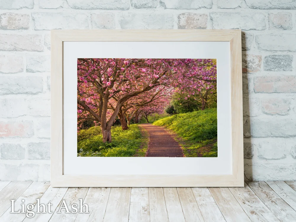 Blossom Sunrise at Saltburn’s Italian Gardens 5 Blossom Sunrise at Saltburn’s Italian Gardens - Light-Ash-Landscape-Frame
