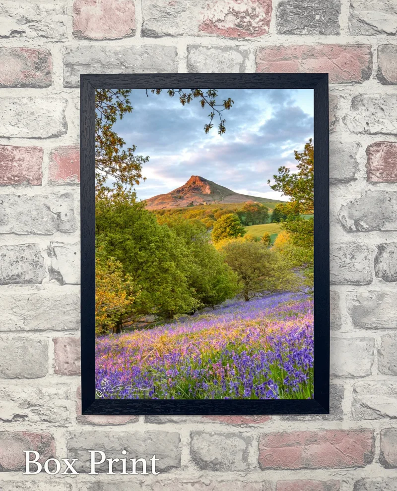 Bluebells In The Newton Woods Portrait 6 Bluebells In The Newton Woods Portrait - Box-Print-Portrait
