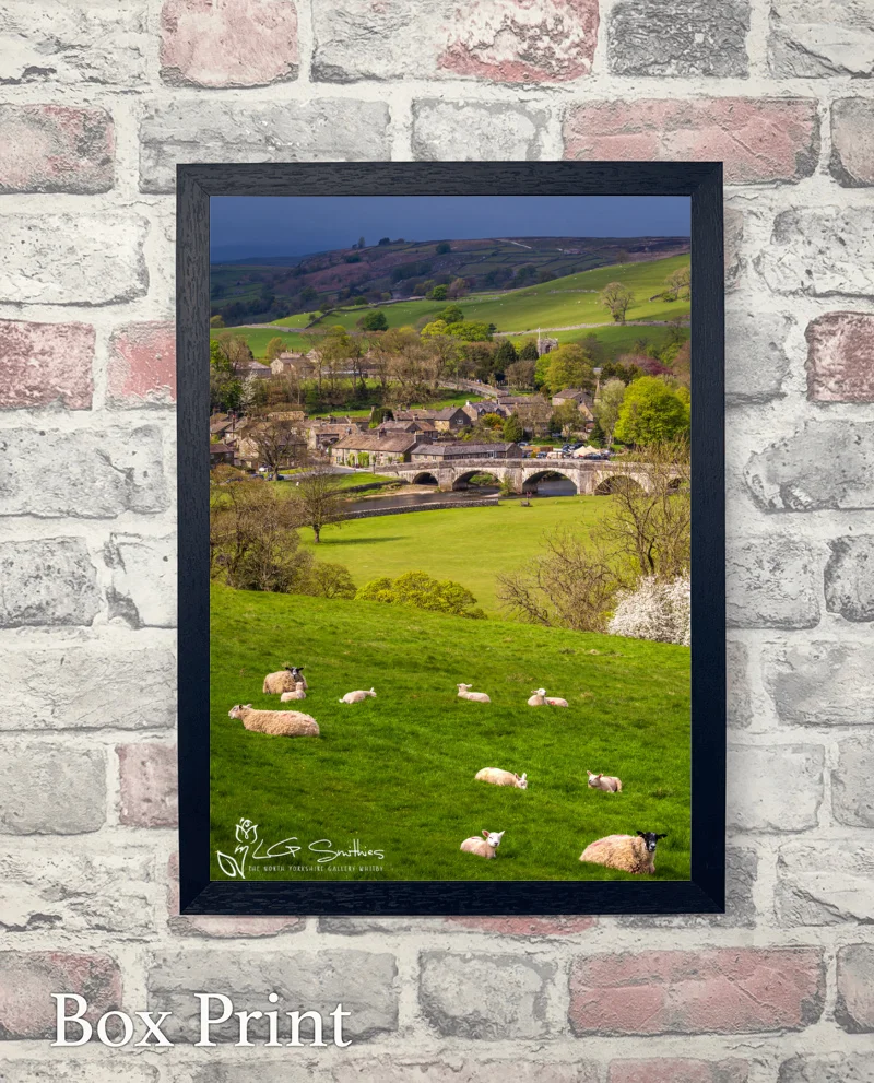 Burnsall Spring Lambs 6 Burnsall Spring Lambs - Box-Print-Portrait