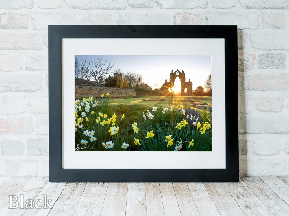 Daffodils At Guisborough Priory 6 Daffodils At Guisborough Priory - Black-Landscape-Frame