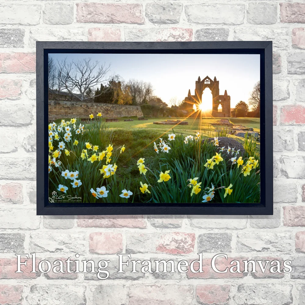 Daffodils At Guisborough Priory 3 Daffodils At Guisborough Priory - Landscape-Float-Frame-Canvas