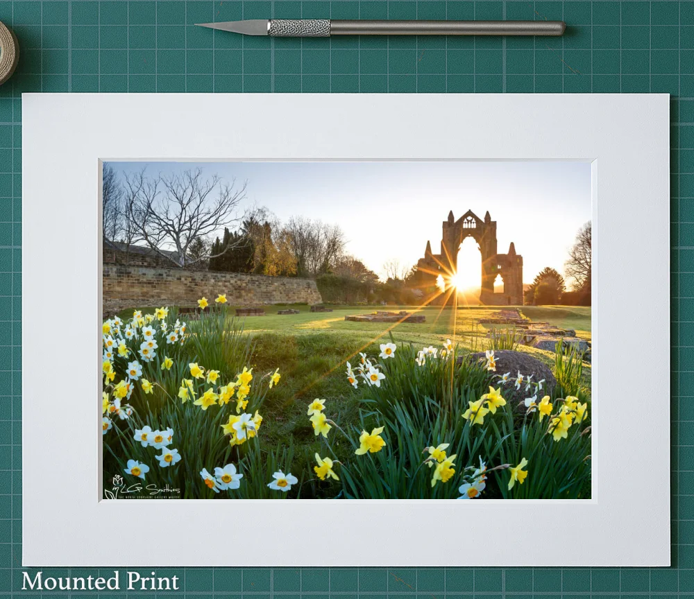 Daffodils At Guisborough Priory 2 Daffodils At Guisborough Priory - Landscape-Mounted-Print