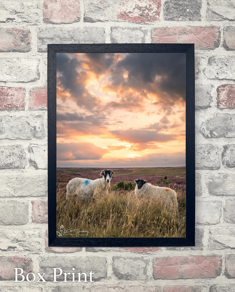Danby Sheeps At Sunset 6 Danby Sheeps At Sunset - Box-Print-Portrait