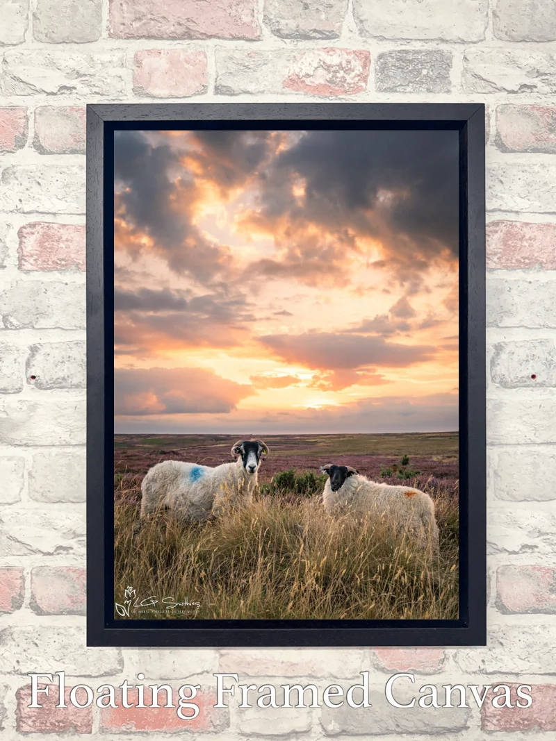 Danby Sheeps At Sunset 7 Danby Sheeps At Sunset - Float-Frame-Canvas-Portrait