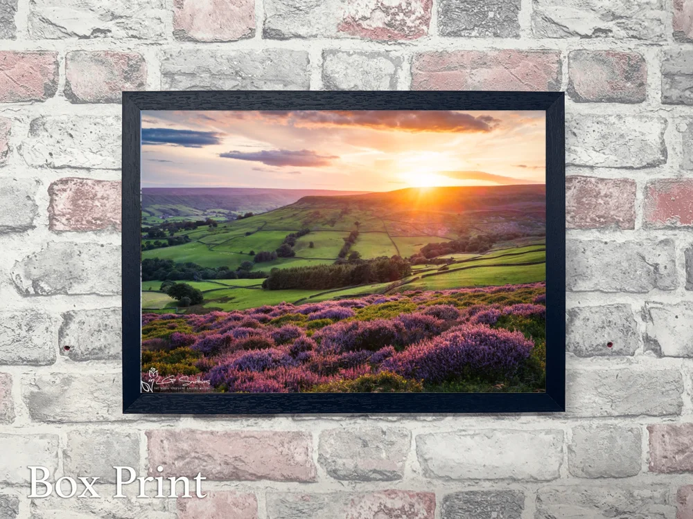 Farndales Purple Heather At Sunset 4 Farndales Purple Heather At Sunset - Landscape-Box-Print