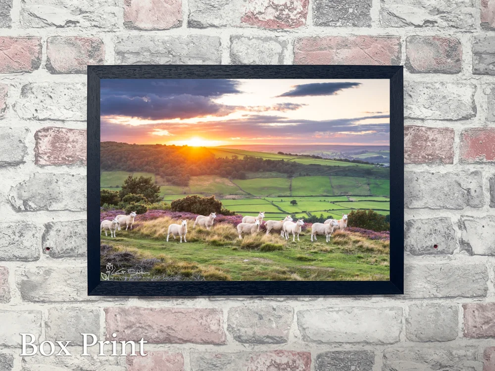 Great Fryup Dale From Glaisdale Rigg 4 Great Fryup Dale From Glaisdale Rigg - Landscape-Box-Print