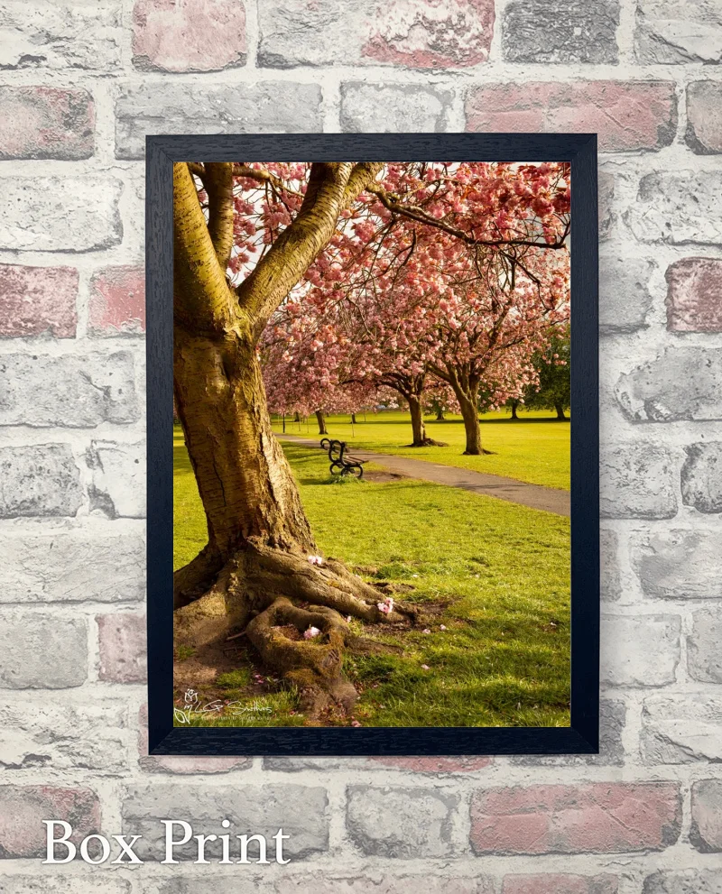 Harrogate Yorkshire 6 Harrogate Yorkshire - Box-Print-Portrait