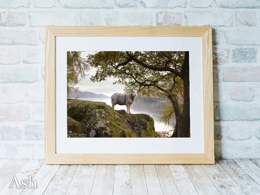 Lakeland Sheep Happily Has Its Picture Taken 7 Lakeland Sheep Happily Has Its Picture Taken - Ash-Landscape-Frame
