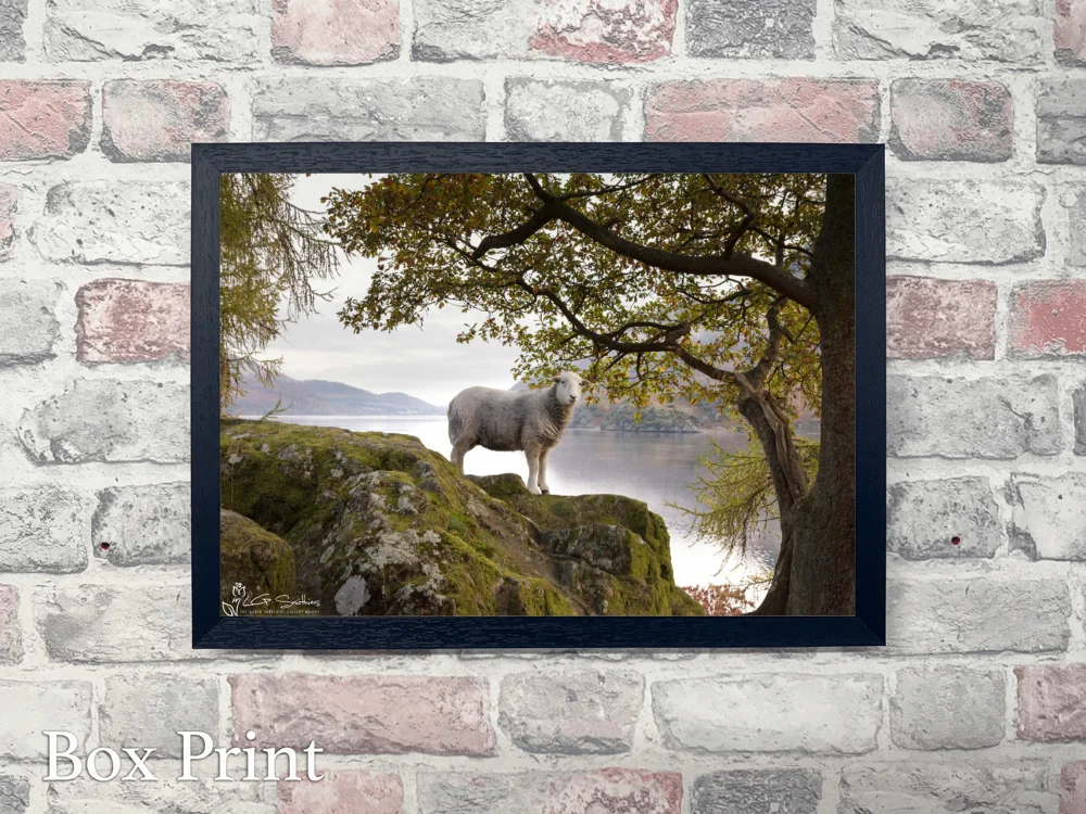 Lakeland Sheep Happily Has Its Picture Taken 4 Lakeland Sheep Happily Has Its Picture Taken - Landscape-Box-Print