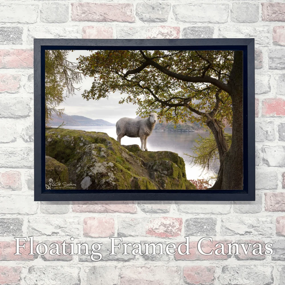 Lakeland Sheep Happily Has Its Picture Taken 3 Lakeland Sheep Happily Has Its Picture Taken - Landscape-Float-Frame-Canvas