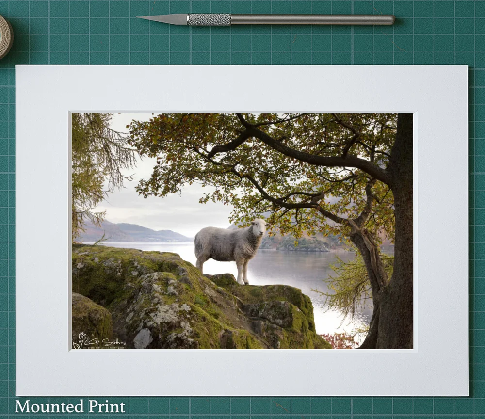 Lakeland Sheep Happily Has Its Picture Taken 2 Lakeland Sheep Happily Has Its Picture Taken - Landscape-Mounted-Print