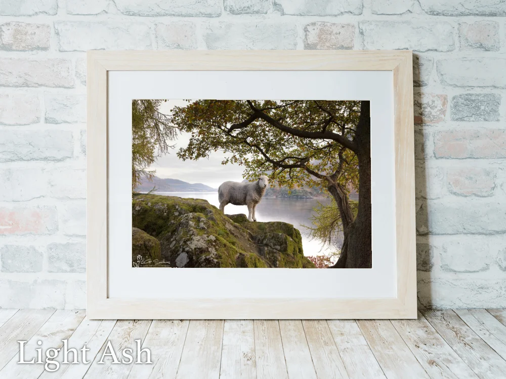 Lakeland Sheep Happily Has Its Picture Taken 5 Lakeland Sheep Happily Has Its Picture Taken - Light-Ash-Landscape-Frame