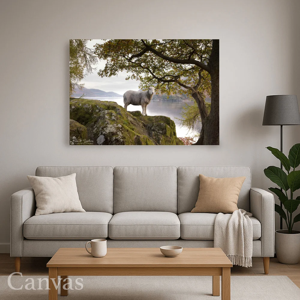 Lakeland Sheep Happily Has Its Picture Taken 8 Lakeland Sheep Happily Has Its Picture Taken - Wall-art-for-living-room-landscape