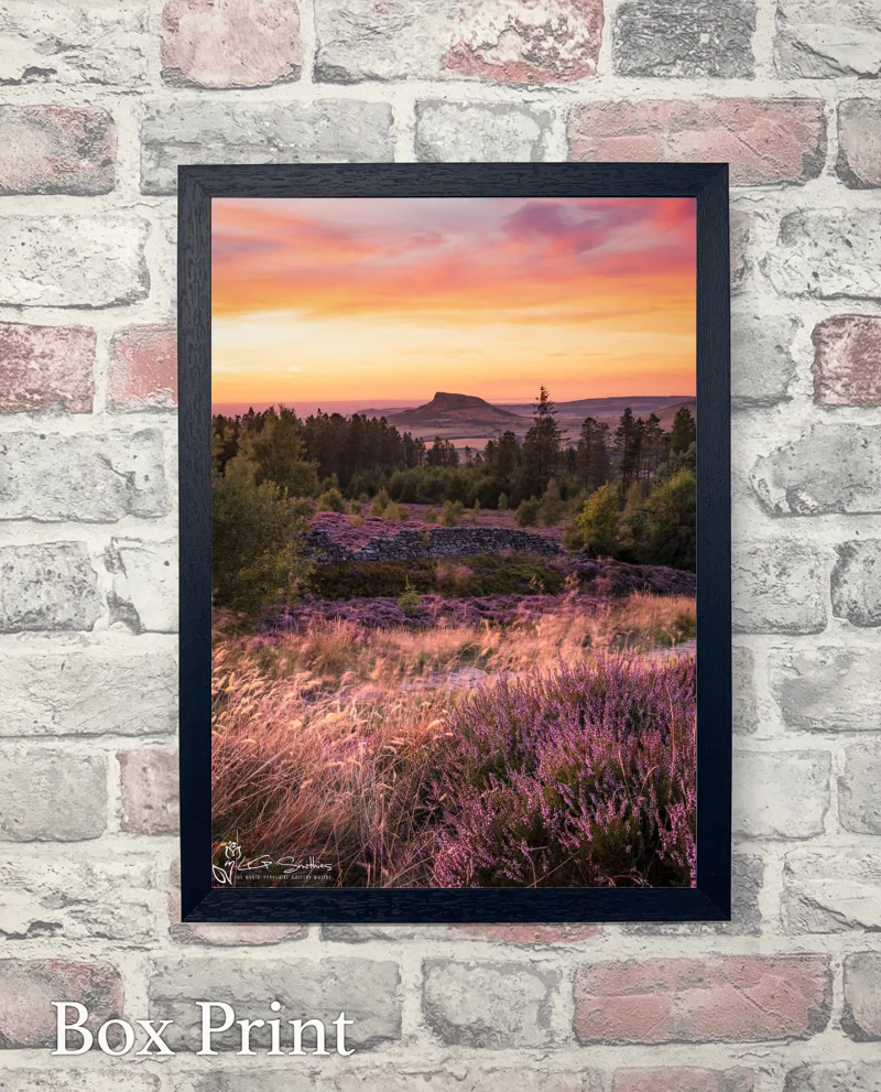 Roseberry Topping and Heather In Full Bloom 6 Roseberry Topping and Heather In Full Bloom - Box-Print-Portrait
