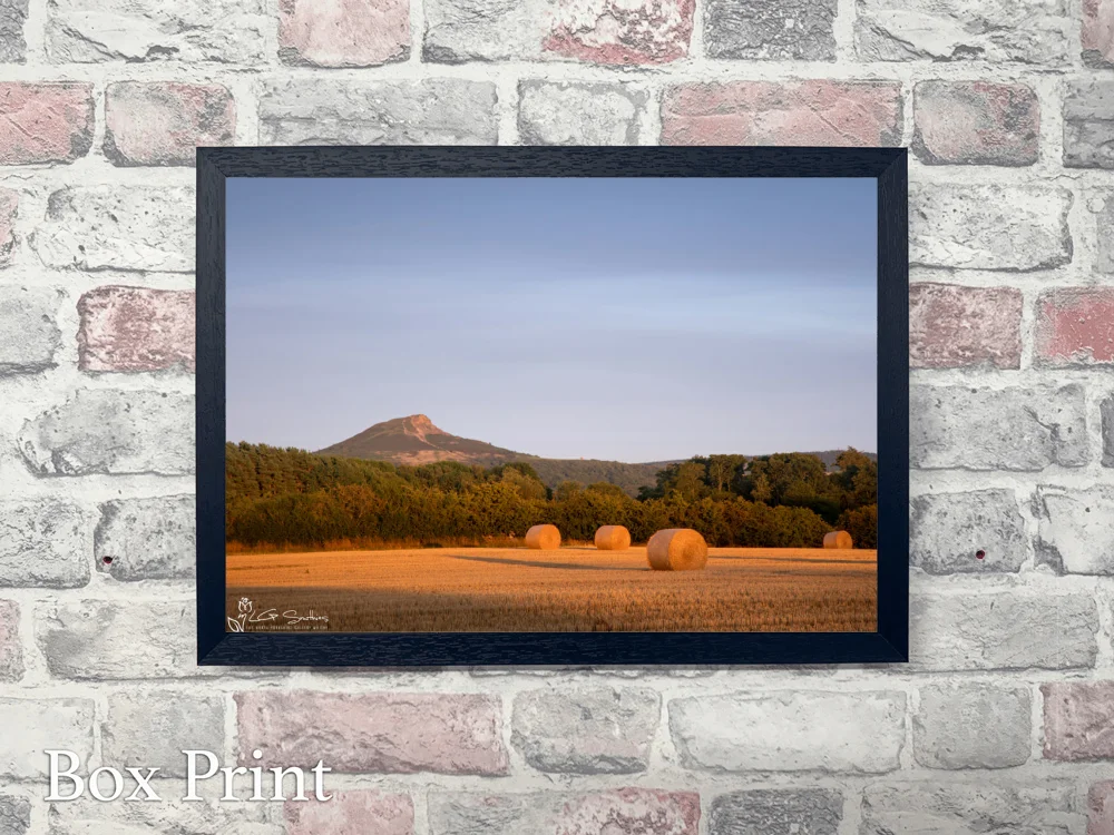 Roseberry Topping In Golden Light From The Fields Of Nunthorpe 4 Roseberry Topping In Golden Light From The Fields Of Nunthorpe - Landscape-Box-Print
