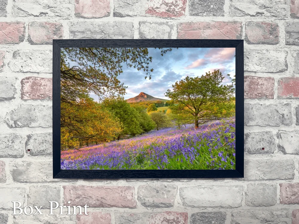 Roseberry's Bluebells 4 Roseberry's Bluebells - Landscape-Box-Print