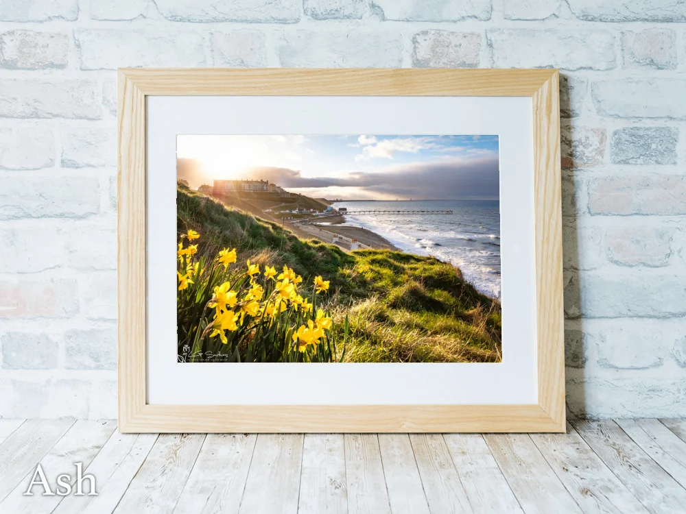 Saltburn Daffodils Sunset 7 Saltburn Daffodils Sunset - Ash-Landscape-Frame