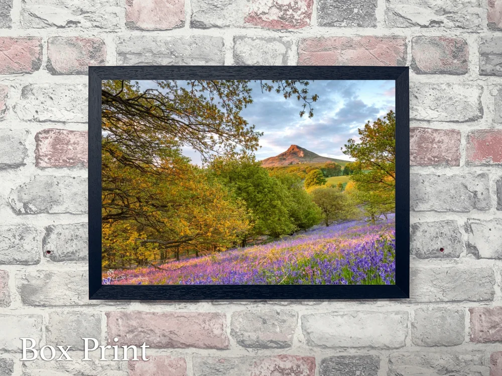 Sunset Bluebells Roseberry Topping 4 Sunset Bluebells Roseberry Topping - Landscape-Box-Print
