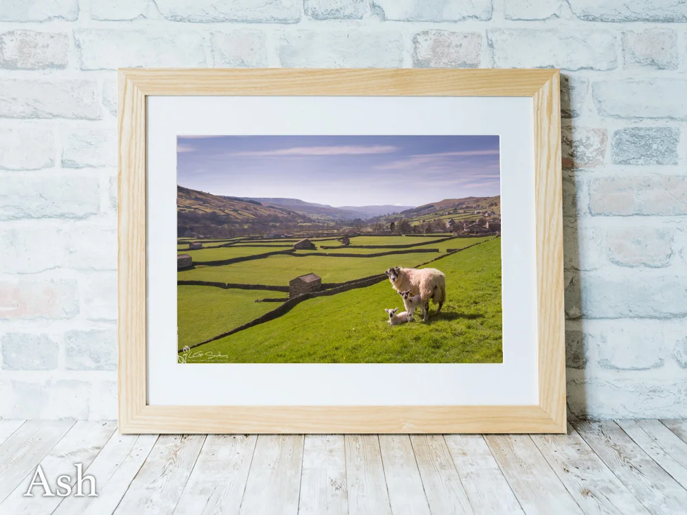 Swaledale Sheep Gunnerside Lambs 7 Swaledale Sheep Gunnerside Lambs - Ash-Landscape-Frame