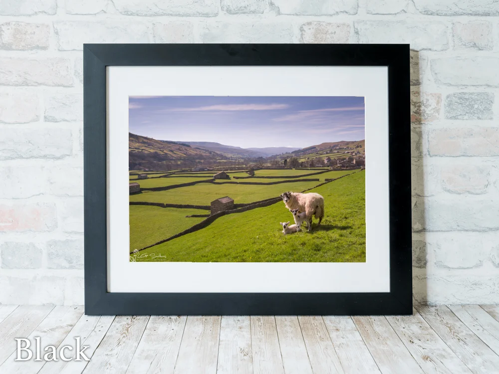 Swaledale Sheep Gunnerside Lambs 6 Swaledale Sheep Gunnerside Lambs - Black-Landscape-Frame