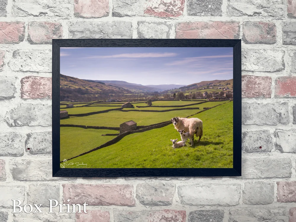 Swaledale Sheep Gunnerside Lambs 4 Swaledale Sheep Gunnerside Lambs - Landscape-Box-Print