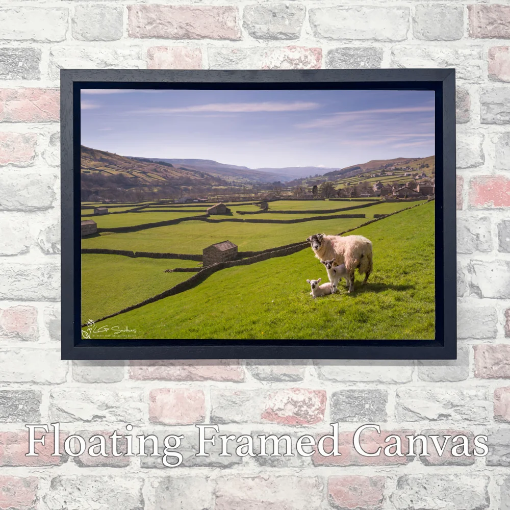 Swaledale Sheep Gunnerside Lambs 3 Swaledale Sheep Gunnerside Lambs - Landscape-Float-Frame-Canvas