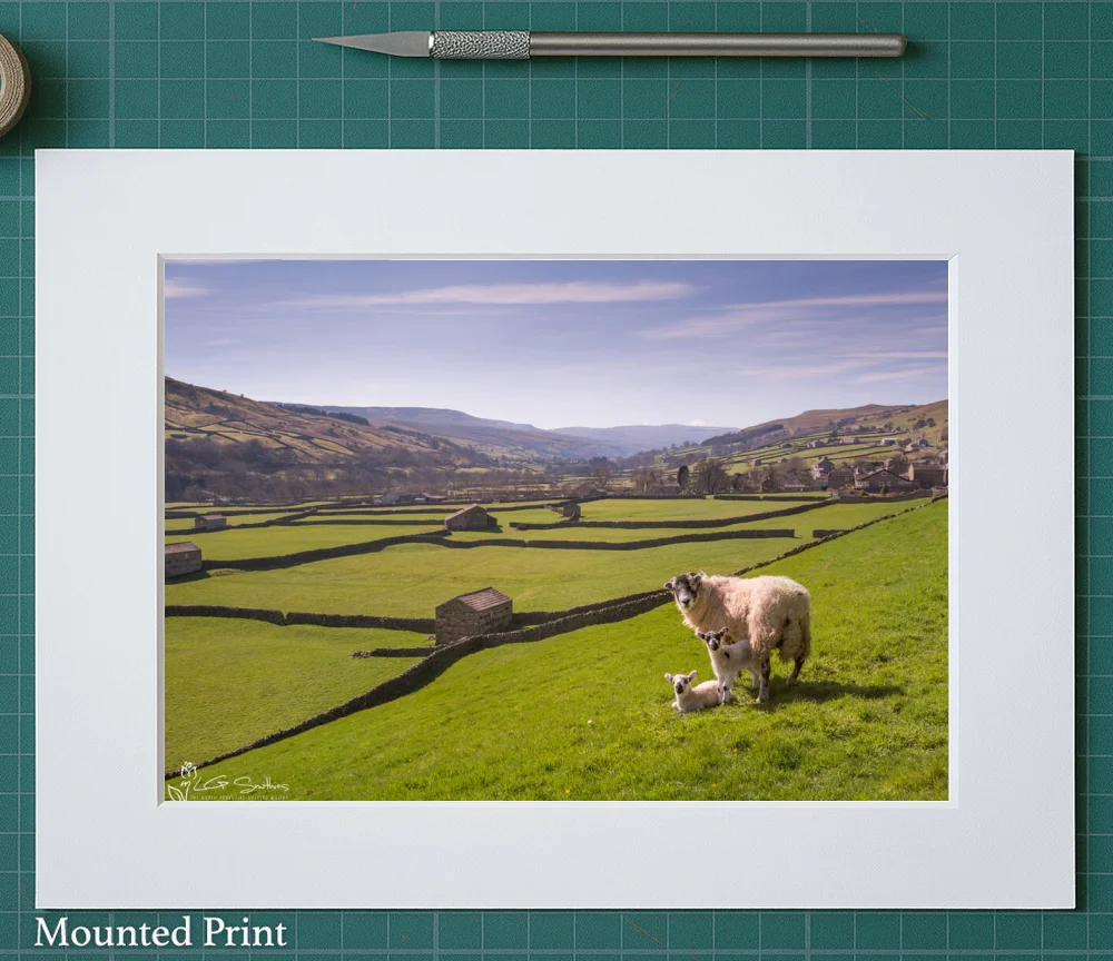 Swaledale Sheep Gunnerside Lambs 2 Swaledale Sheep Gunnerside Lambs - Landscape-Mounted-Print