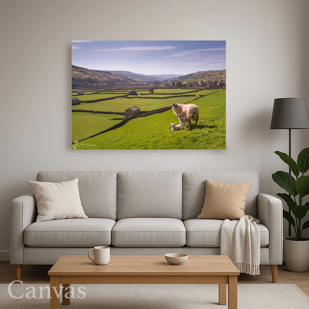 Swaledale Sheep Gunnerside Lambs 8 Swaledale Sheep Gunnerside Lambs - Wall-art-for-living-room-landscape
