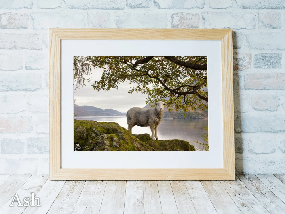 Ullswater Sheep On An Autumn Morning 7 Ullswater Sheep On An Autumn Morning - Ash-Landscape-Frame