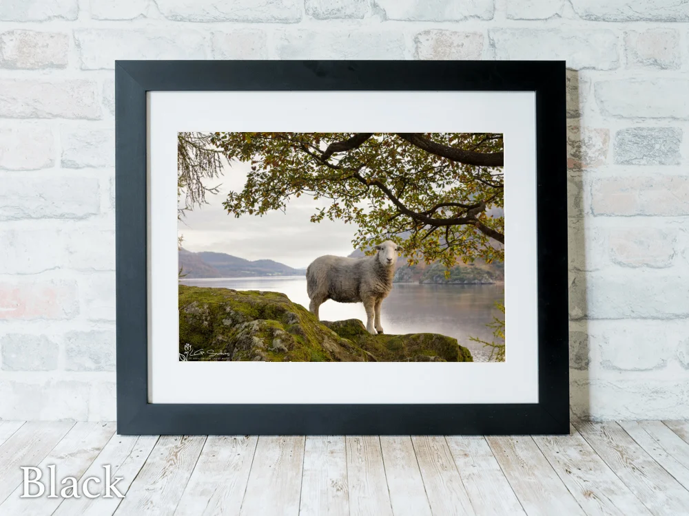 Ullswater Sheep On An Autumn Morning 6 Ullswater Sheep On An Autumn Morning - Black-Landscape-Frame