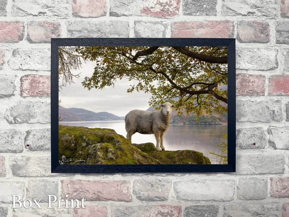 Ullswater Sheep On An Autumn Morning 4 Ullswater Sheep On An Autumn Morning - Landscape-Box-Print