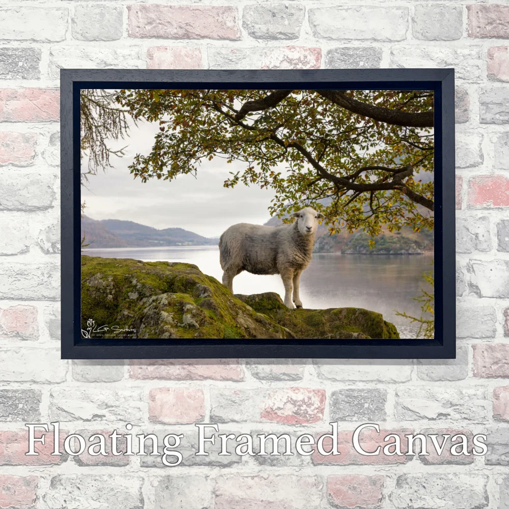 Ullswater Sheep On An Autumn Morning 3 Ullswater Sheep On An Autumn Morning - Landscape-Float-Frame-Canvas
