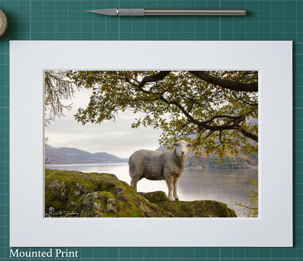 Ullswater Sheep On An Autumn Morning 2 Ullswater Sheep On An Autumn Morning - Landscape-Mounted-Print