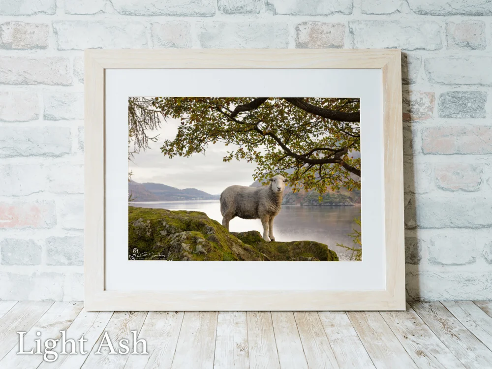 Ullswater Sheep On An Autumn Morning 5 Ullswater Sheep On An Autumn Morning - Light-Ash-Landscape-Frame