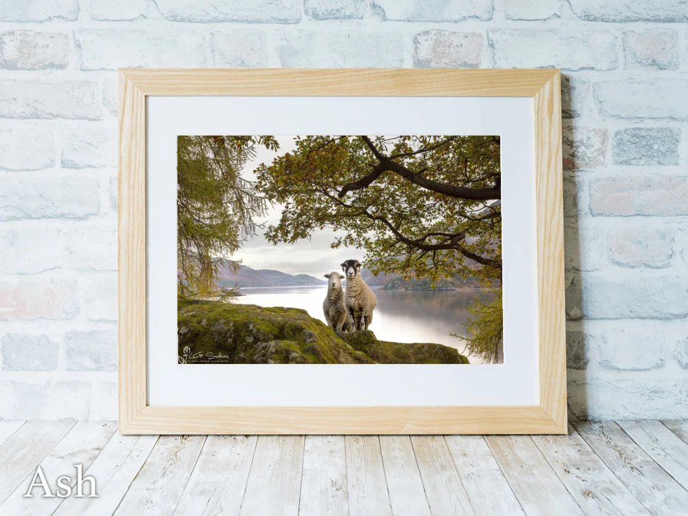 Ullswater Sheep Posing For A Photo 7 Ullswater Sheep Posing For A Photo - Ash-Landscape-Frame