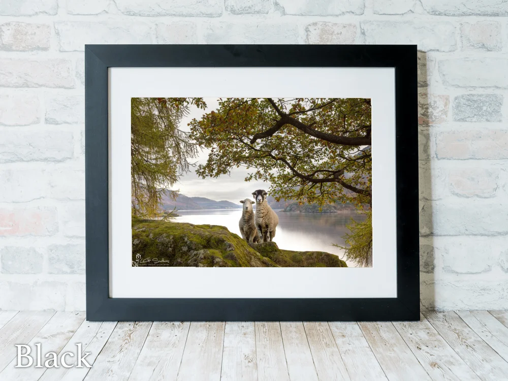 Ullswater Sheep Posing For A Photo 6 Ullswater Sheep Posing For A Photo - Black-Landscape-Frame