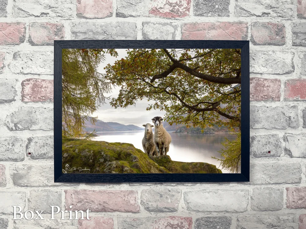 Ullswater Sheep Posing For A Photo 4 Ullswater Sheep Posing For A Photo - Landscape-Box-Print