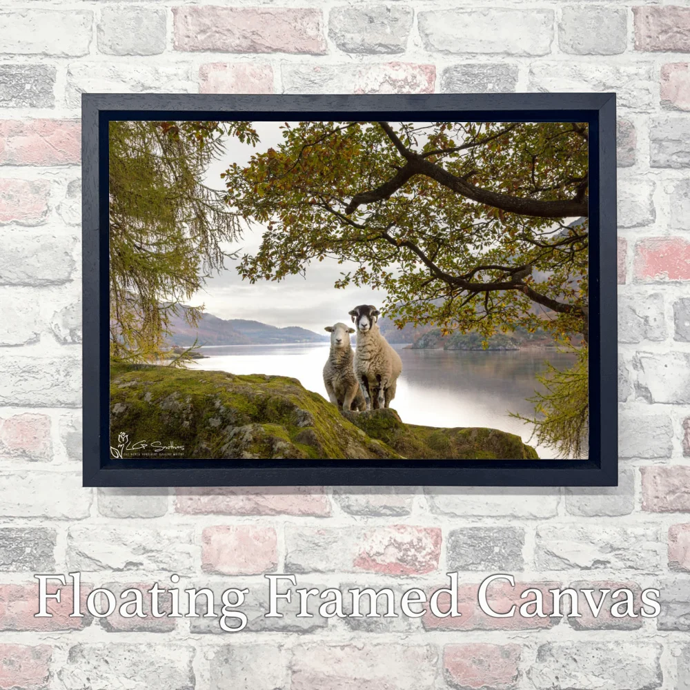 Ullswater Sheep Posing For A Photo 3 Ullswater Sheep Posing For A Photo - Landscape-Float-Frame-Canvas