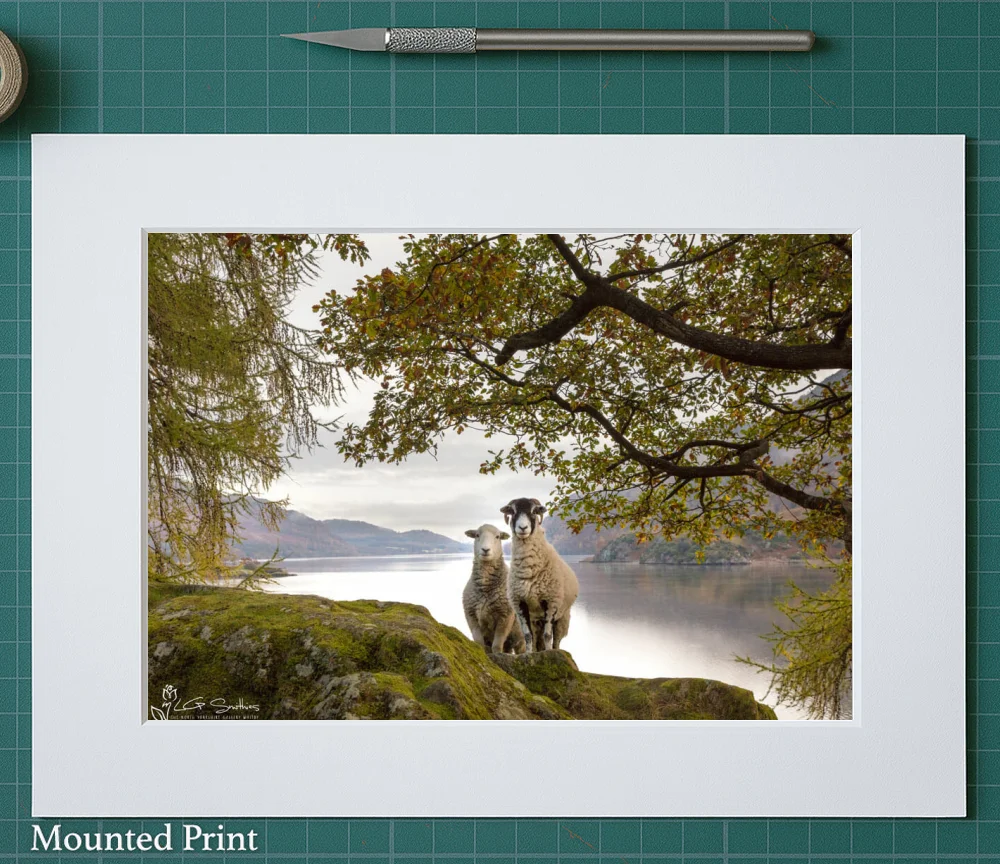 Ullswater Sheep Posing For A Photo 2 Ullswater Sheep Posing For A Photo - Landscape-Mounted-Print