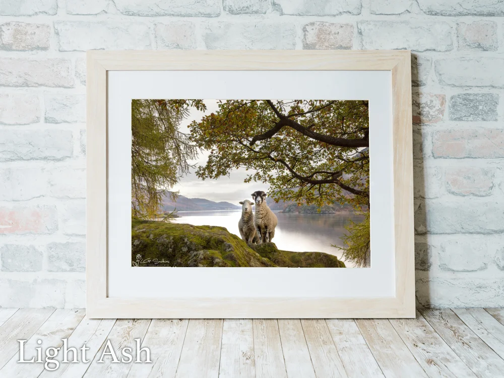 Ullswater Sheep Posing For A Photo 5 Ullswater Sheep Posing For A Photo - Light-Ash-Landscape-Frame