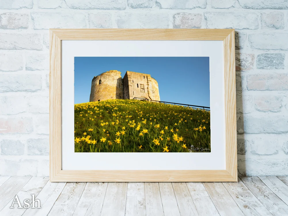 York Daffodils At Clifford's Tower 7 York Daffodils At Clifford's Tower - Ash-Landscape-Frame