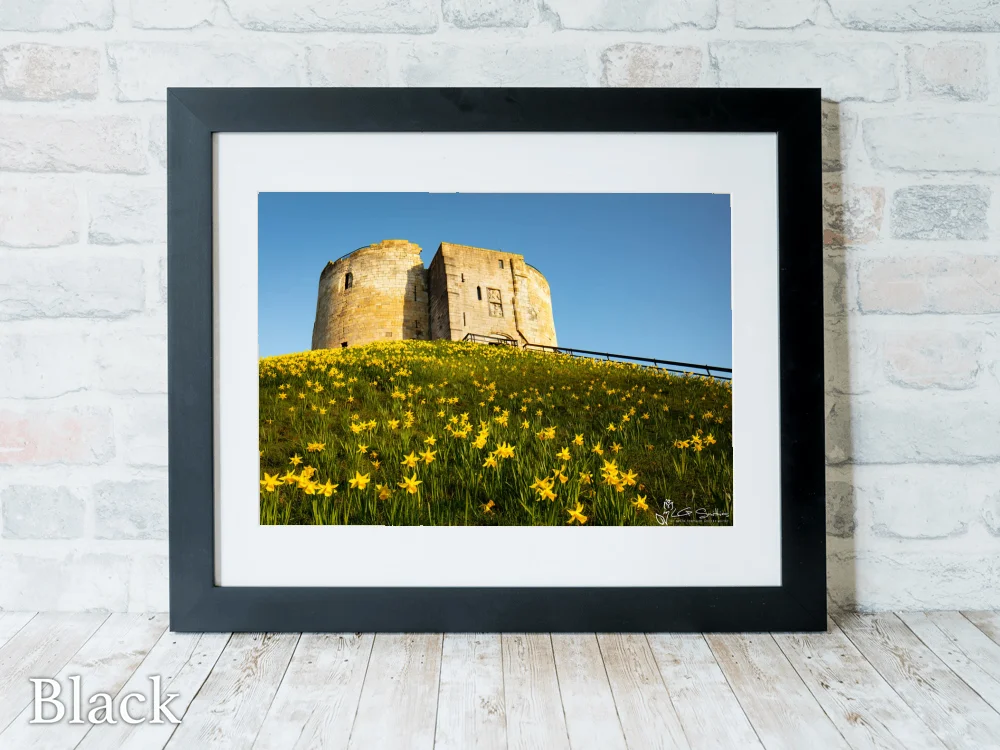 York Daffodils At Clifford's Tower 6 York Daffodils At Clifford's Tower - Black-Landscape-Frame